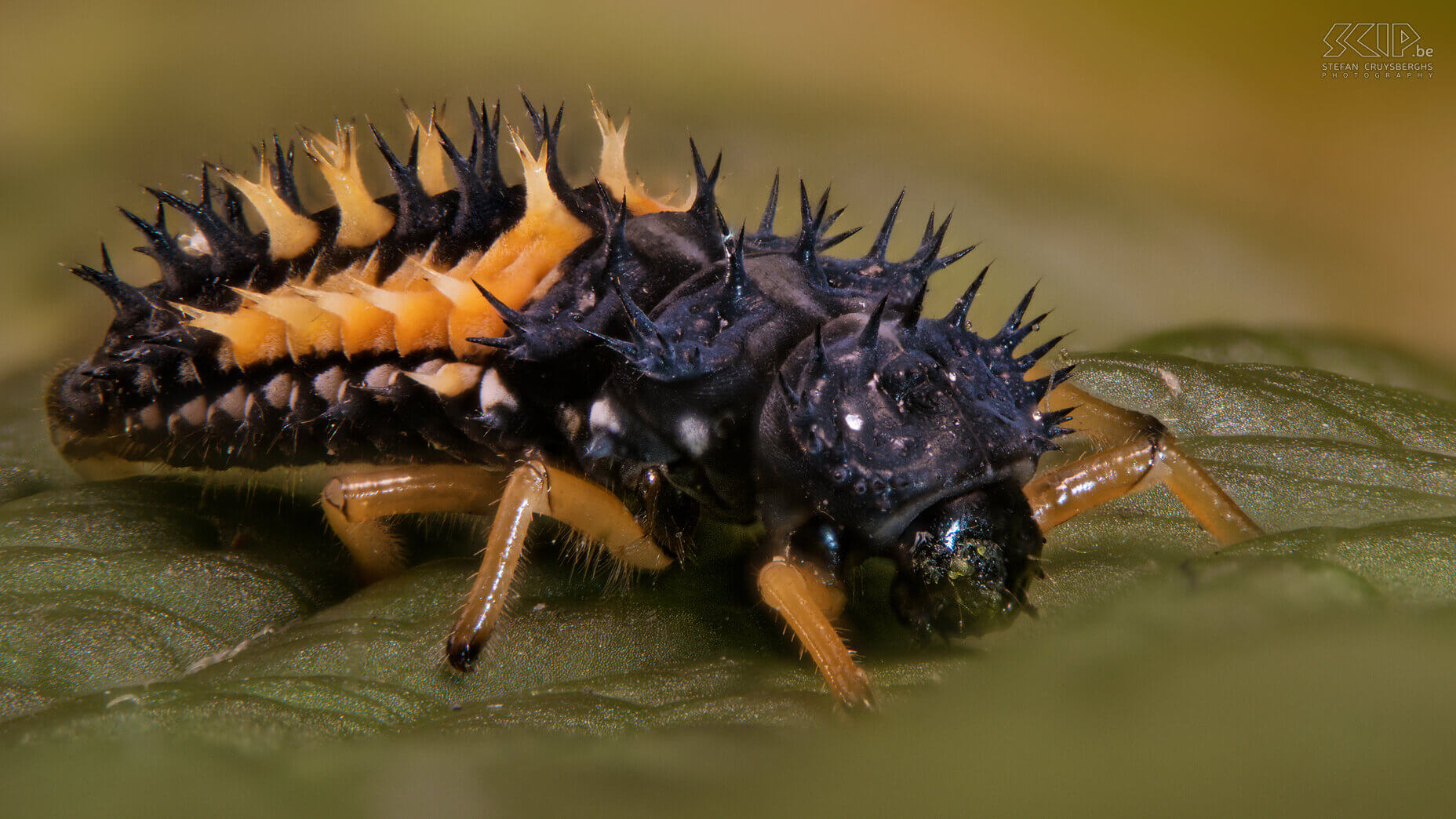 Extreme close-ups of insects - Ladybug larva This year I focused on micro photography, the superlative of macro photography. I develop my own automated macro rail with which I can make 30 to 60 images in steps of 100 to 300 microns (thousandth of a millimeter) and then merge them. This way I can make razor-sharp images of insects that want to sit still for a few minutes. Obviously, the latter is not and technically it is always quite a challenge. By using extension rings between your camera and macro lens you can take extreme close-ups. But the big drawback is that the depth of field is less than 1mm. This is almost always insufficient to properly portray an insect. The solution is an automated macro rail that can create a whole series of images that you can then merge with software.<br />
<br />
There are many expensive commercial solutions, but I created automated rail myself. My father-in-law developed the hardware with a rail with a stepping motor and some extra electronics and 3D printed parts. I developed software for my Windows PC that controls my Nikon camera and software for a Raspberry Pi that controls the electronics. The end result works really well and these are my best images of extreme close-ups of insects. Stefan Cruysberghs